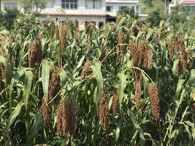 酱香酒怎么保存不漏酒