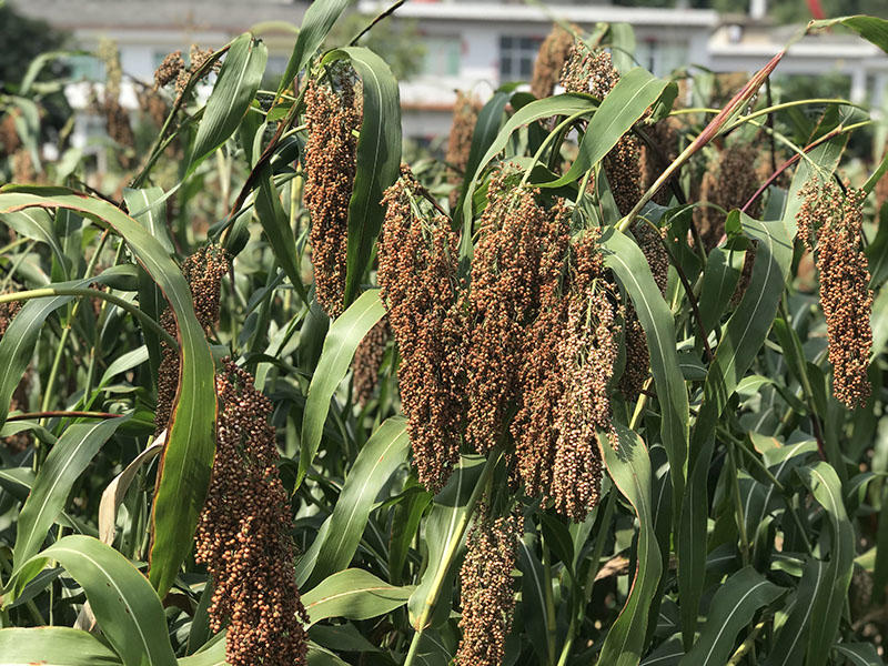 酱香白酒加盟费