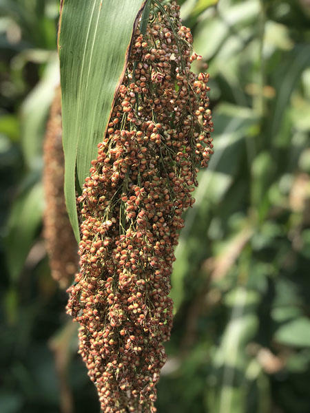 附近有卖高粮散白酒的