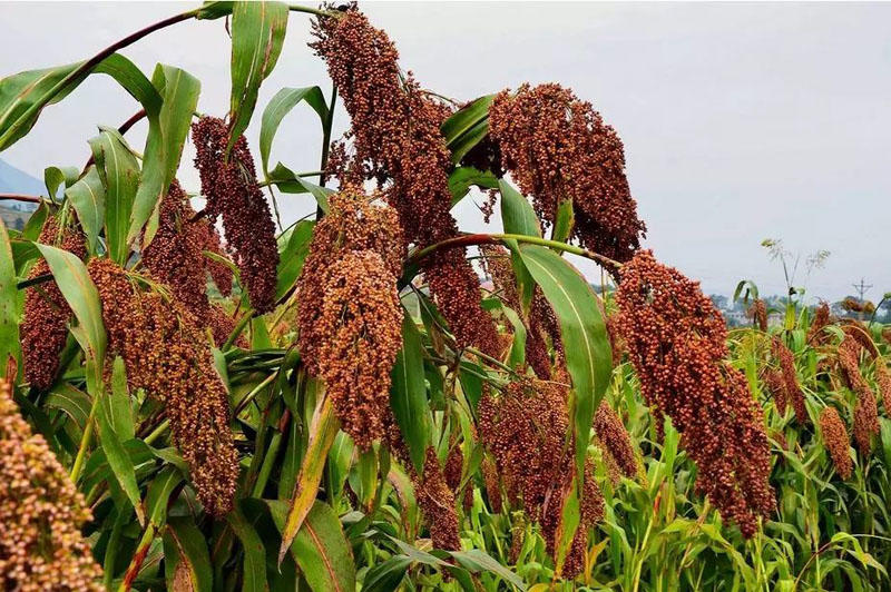 高端白酒加盟代理